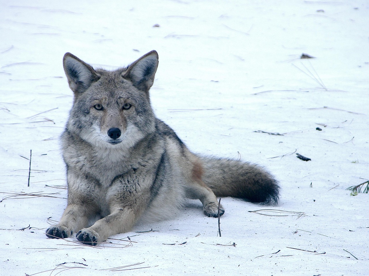 Masters of Suburban Stealth (Image Credits: Pixabay)