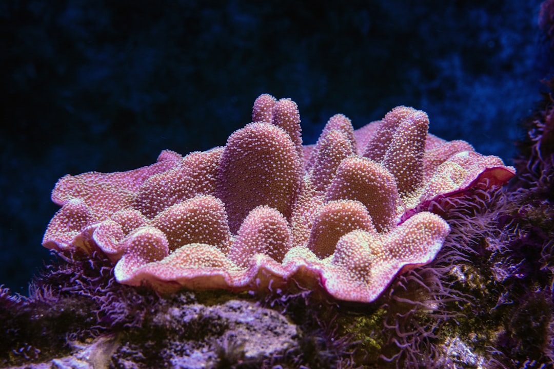 Mission Iconic Reefs: The Massive Scale Restoration (Image Credits: Unsplash)