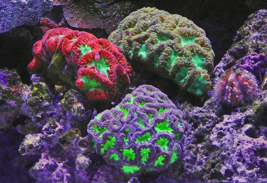 Land-Based Coral Nurseries and Rescue Operations (Image Credits: Unsplash)