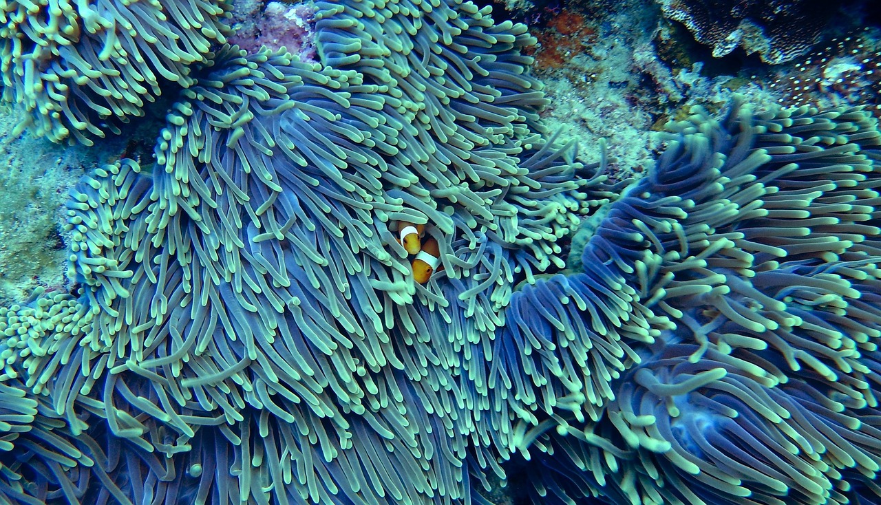 Conclusion: A New Dawn for Florida's Underwater Forests (Image Credits: Pixabay)