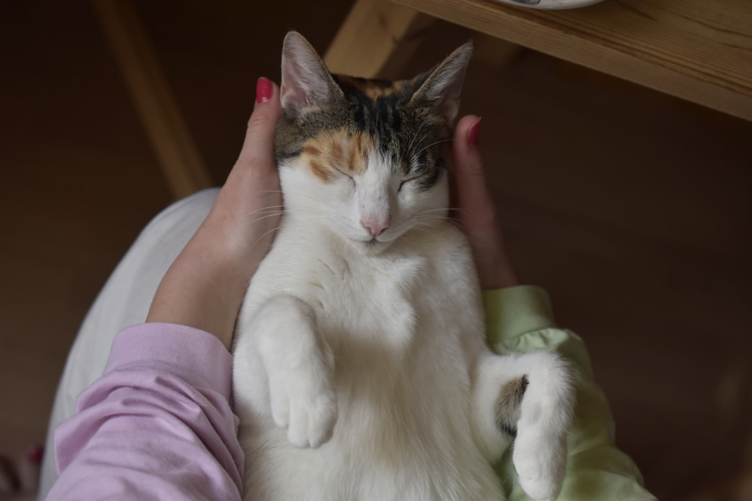 Massage and Gentle Touch Therapy (Image Credits: Unsplash)