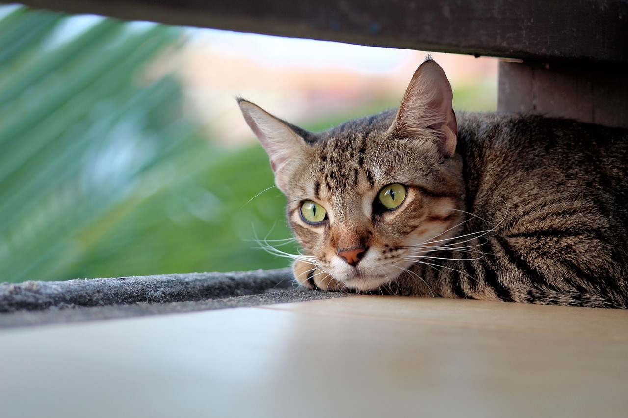 Quiet Retreat Spaces (Image Credits: Pixabay)