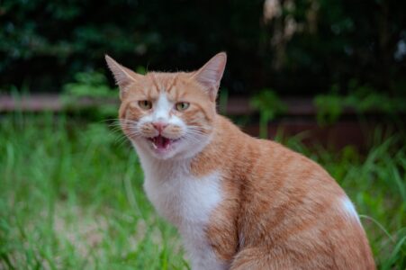 10 Things Cats Secretly Love That Owners Almost Never Do