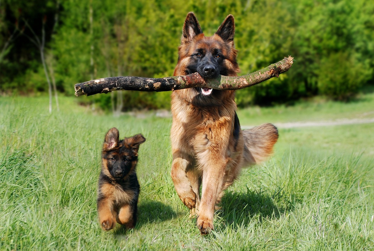 Aries Rising: The Bold German Shepherd (Image Credits: Pixabay)