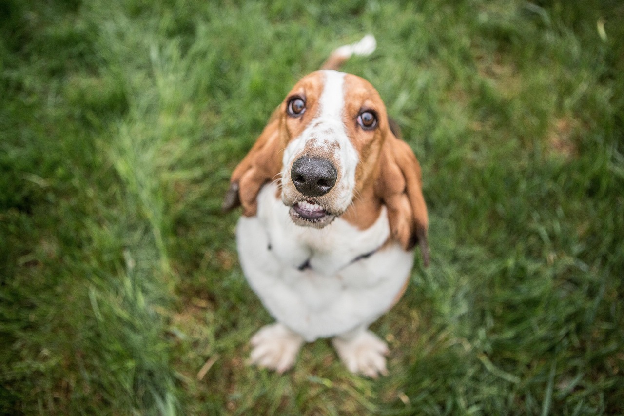 Taurus Rising: The Relaxed Basset Hound (Image Credits: Pixabay)