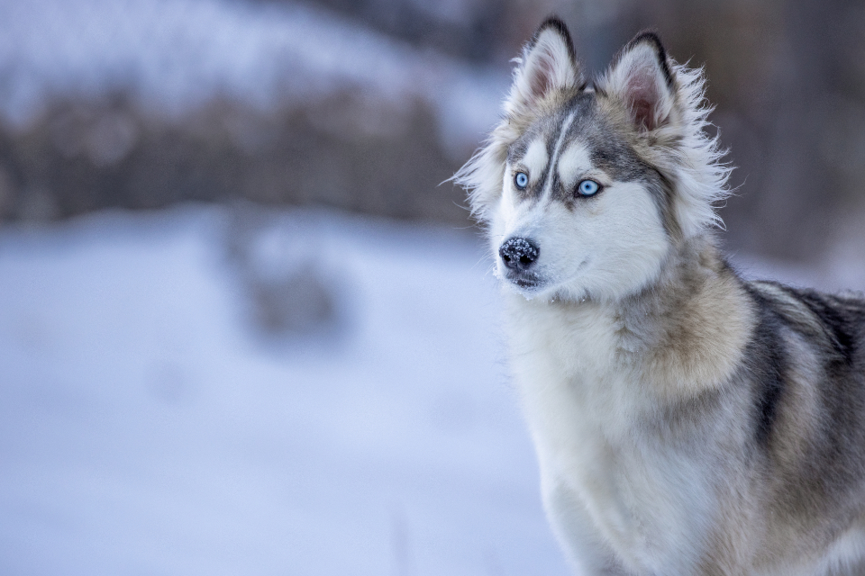 Gemini Rising: The Vocal Siberian Husky (Image Credits: Stocksnap)
