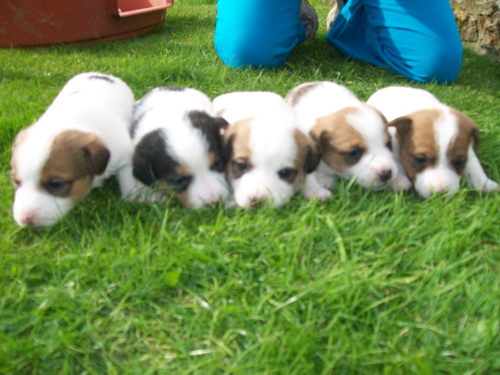 Leo Rising: The Charismatic Jack Russell Terrier (Image Credits: Flickr)