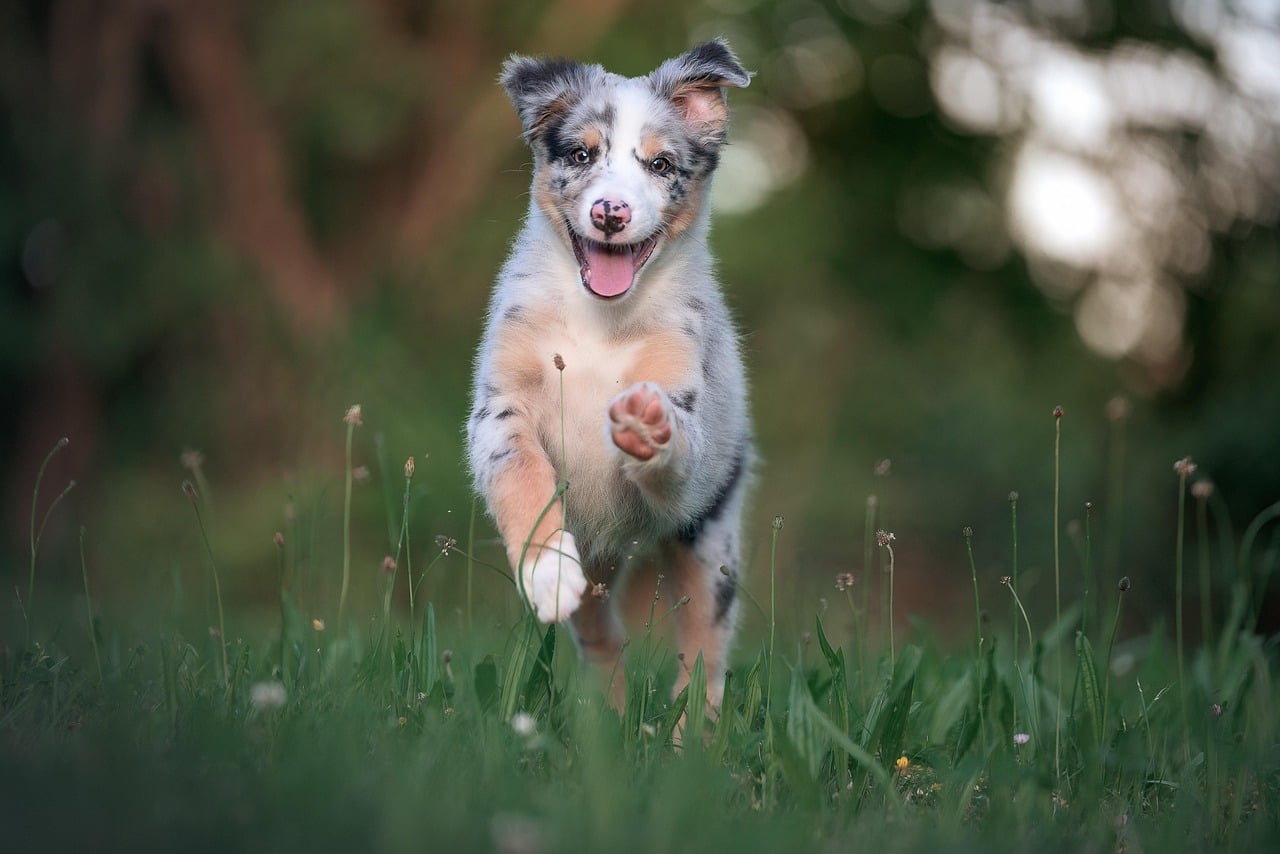Virgo Rising: The Devoted Australian Shepherd (Image Credits: Pixabay)