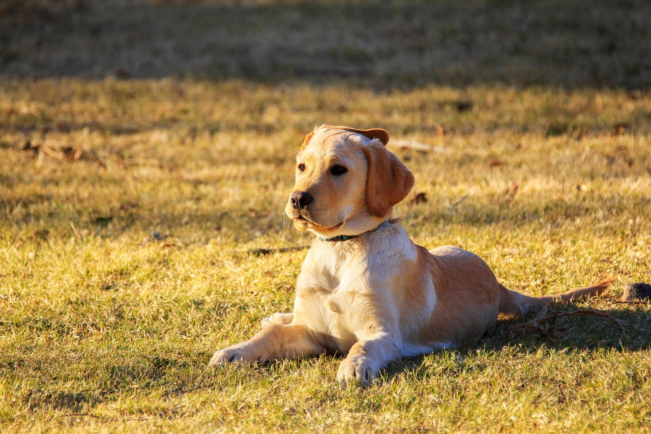 Libra Rising: The Social Golden Retriever (Image Credits: Pixabay)
