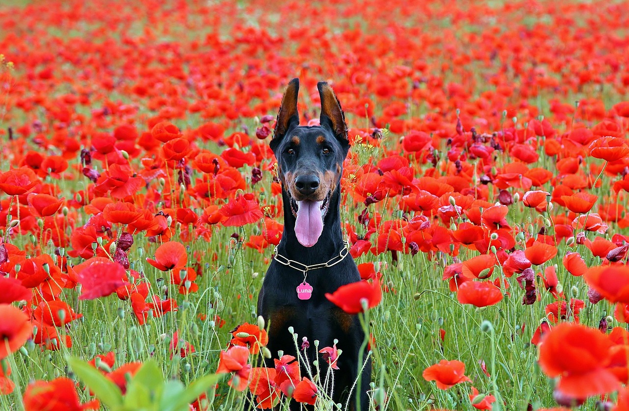 Scorpio Rising: The Intense Doberman Pinscher (Image Credits: Pixabay)