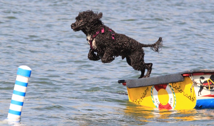 Sagittarius Rising: The Adventurous Portuguese Water Dog (Image Credits: Wikimedia)