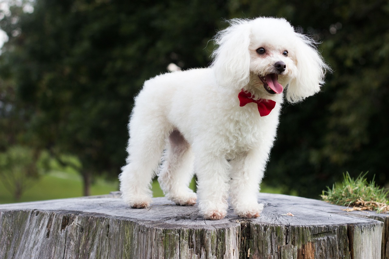 Aquarius Rising: The Eccentric Standard Poodle (Image Credits: Pixabay)