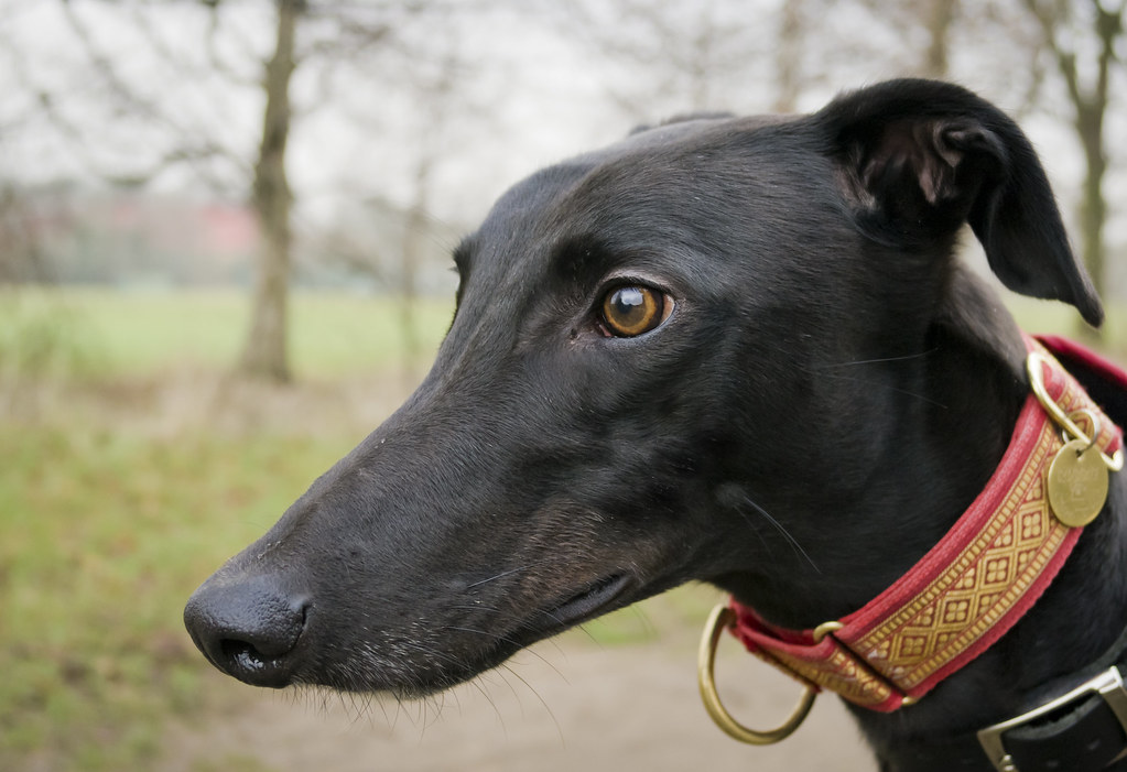 Pisces Rising: The Gentle Greyhound (Image Credits: Flickr)