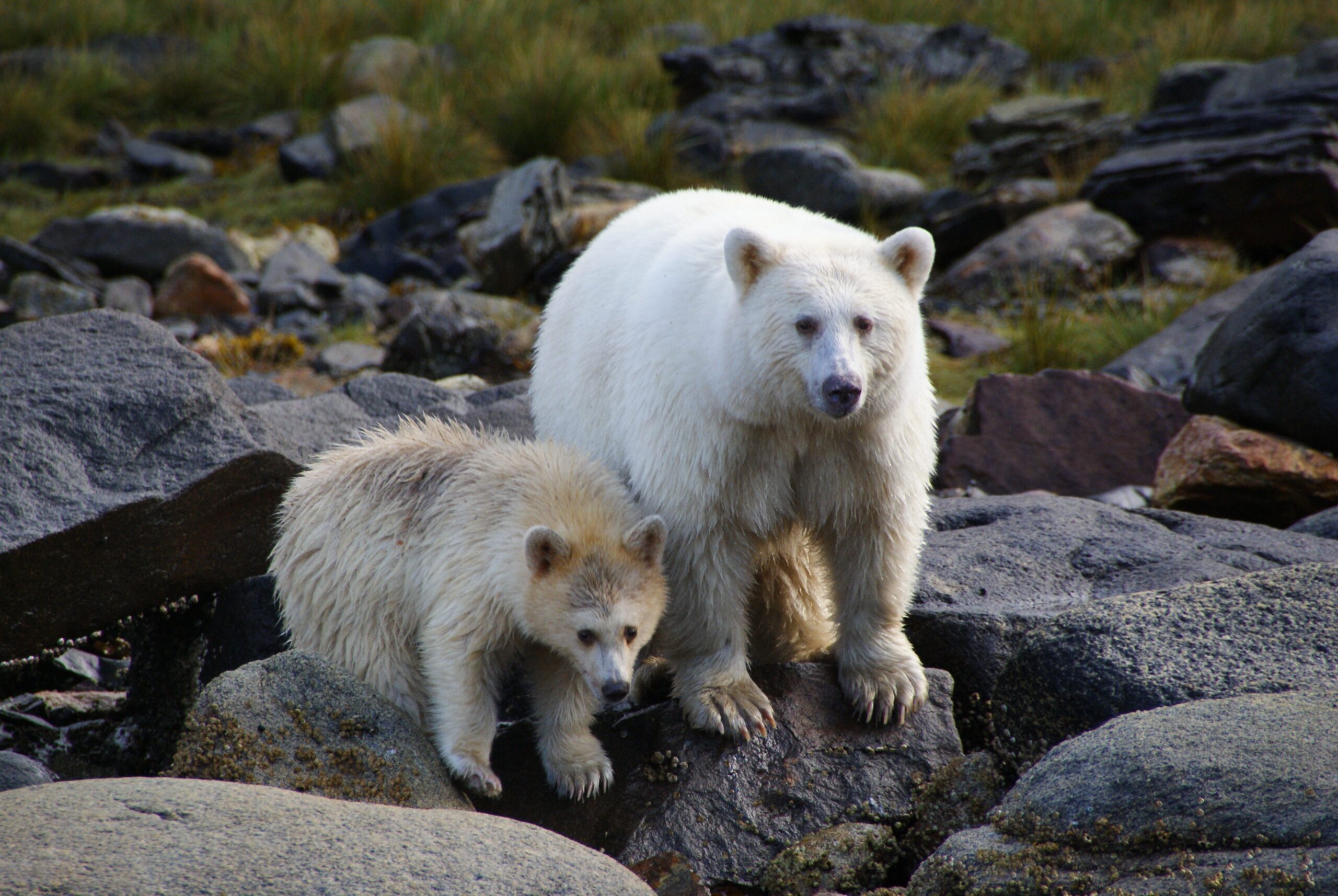 Protective Instincts in Relationships (Image Credits: Wikimedia)