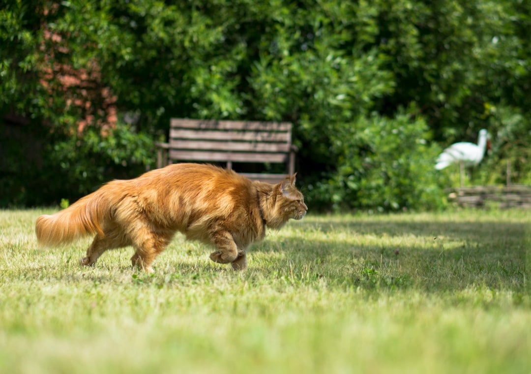 The Perfect Hunt That Always Succeeds (Image Credits: Unsplash)
