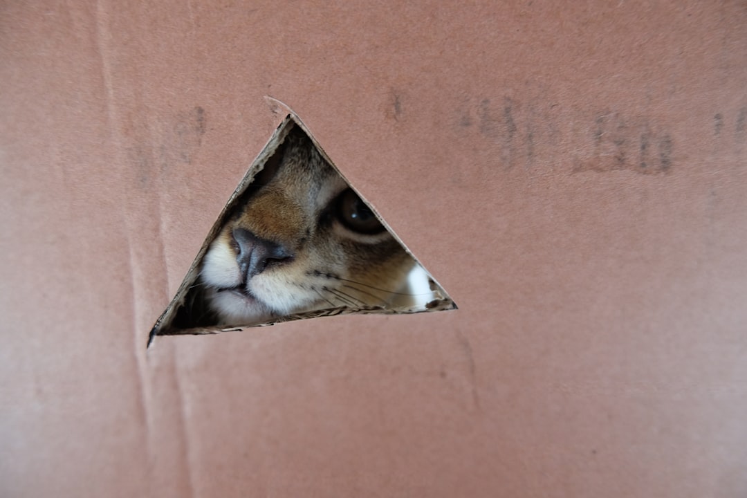 Complete Domination of Every Cardboard Box (Image Credits: Unsplash)