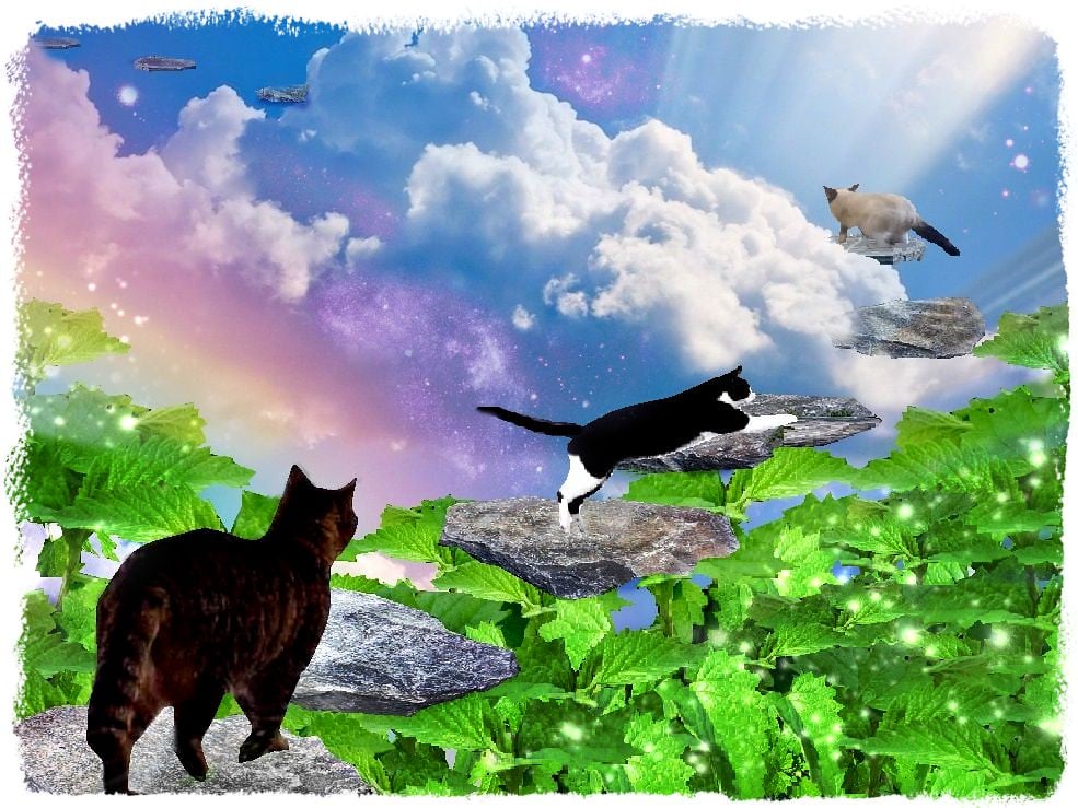 The Ultimate Catnip Experience (Image Credits: Flickr)