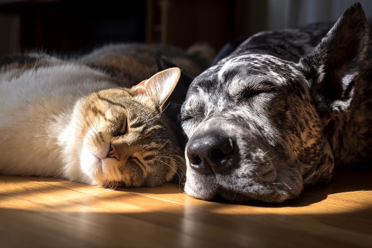 Peaceful Coexistence With Dogs (Image Credits: Pixabay)