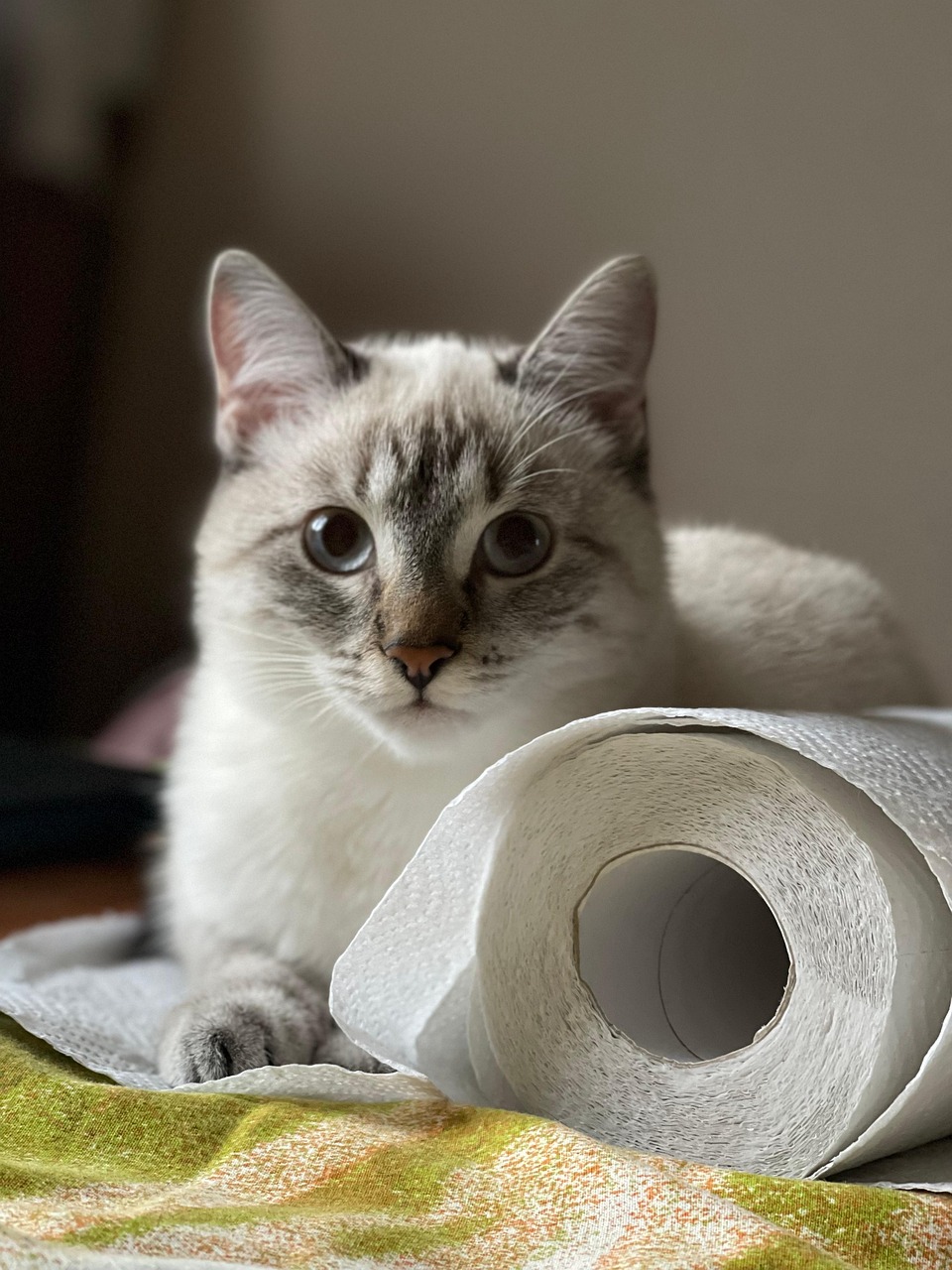 Ownership of All the Toilet Paper (Image Credits: Pixabay)