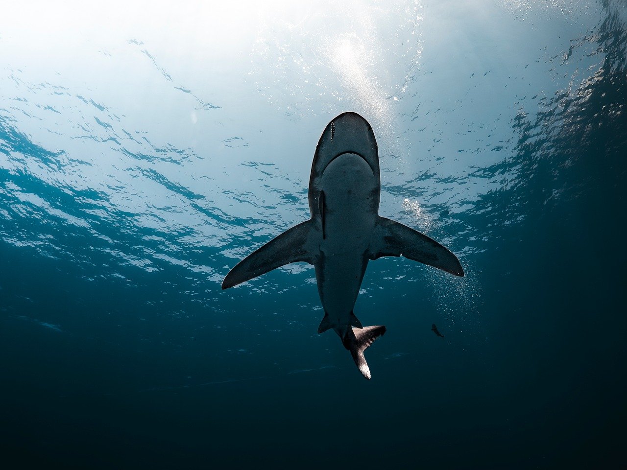 April: Diamond and the Majestic Whale Shark (Image Credits: Pixabay)
