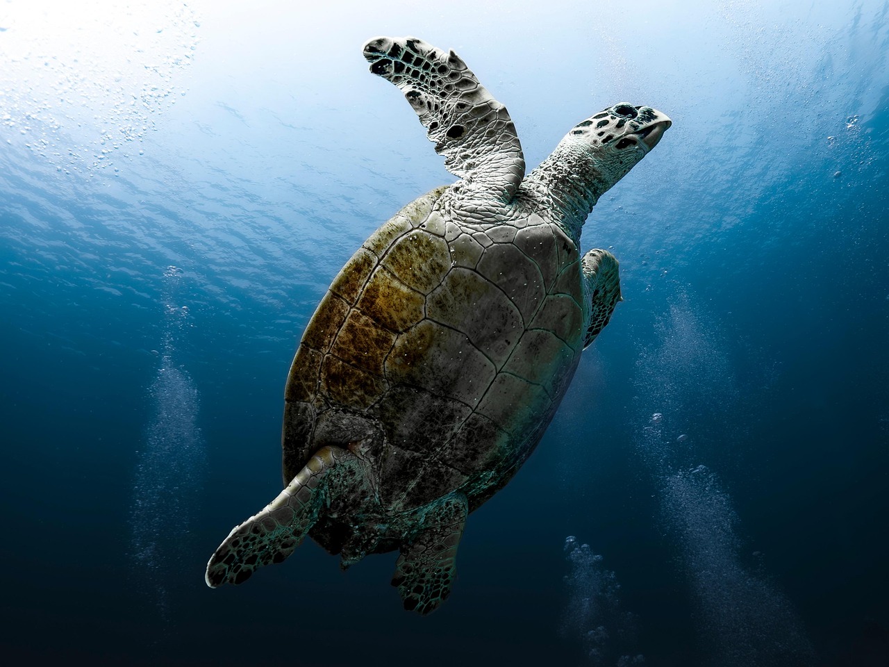 May: Emerald and the Sea Turtle (Image Credits: Pixabay)