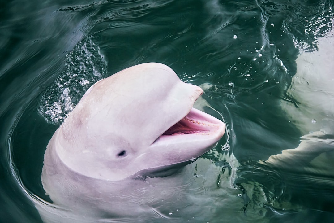 June: Pearl and the Gentle Beluga Whale (Image Credits: Unsplash)