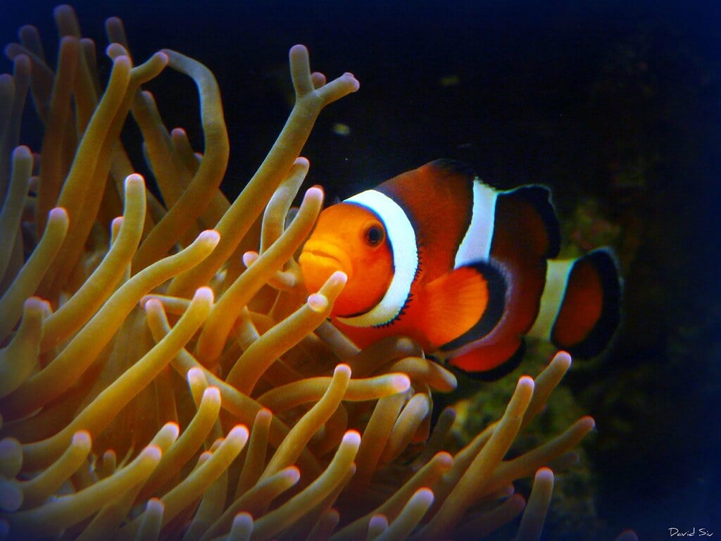 July: Ruby and the Vibrant Clownfish (Image Credits: Flickr)