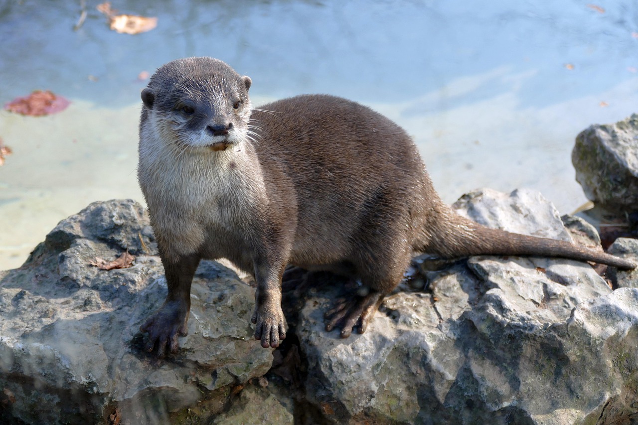 August: Peridot and the Playful Sea Otter (Image Credits: Pixabay)