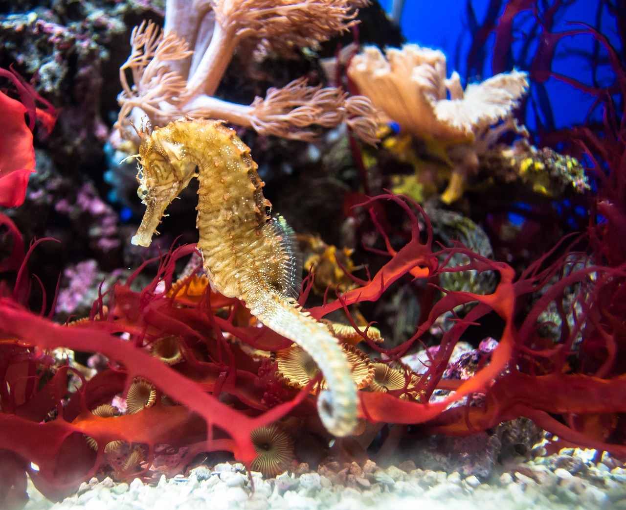 September: Sapphire and the Loyal Seahorse (Image Credits: Pixabay)
