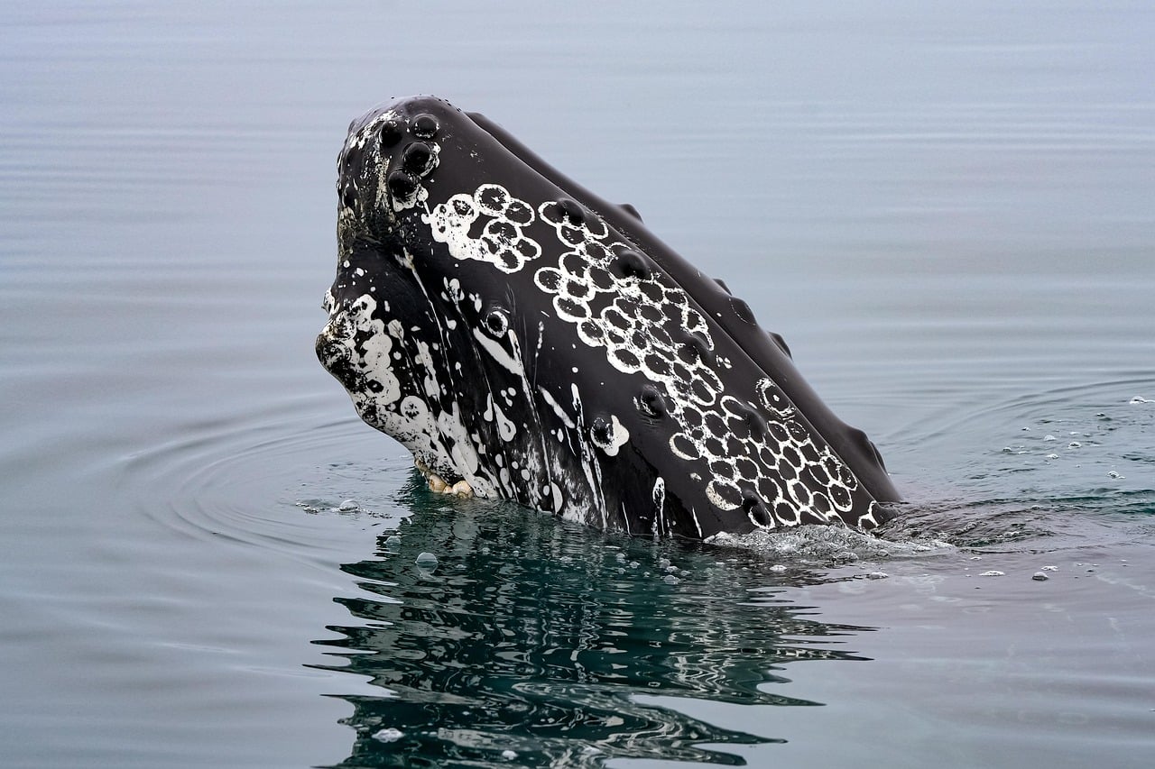 December: Blue Topaz and the Wise Humpback Whale (Image Credits: Pixabay)