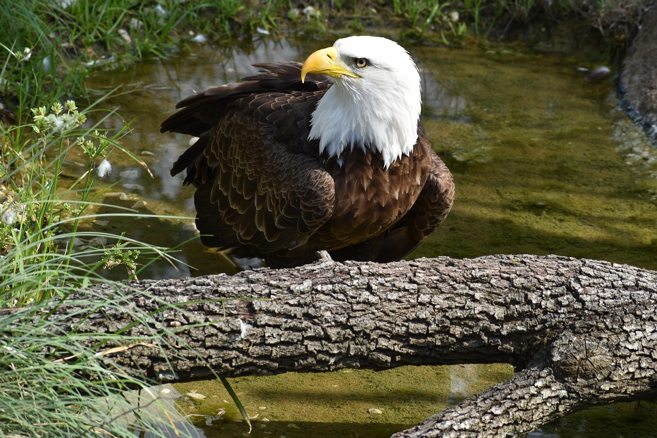 From Glory to Near Extinction (Image Credits: Pixabay)