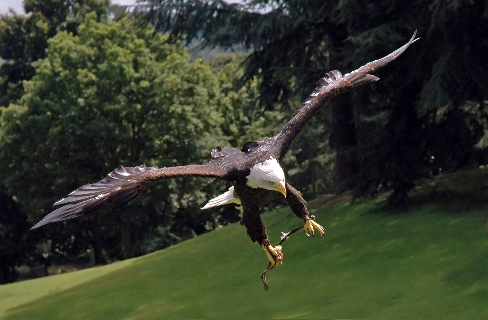 Living Symbol of Resilience (Image Credits: Wikimedia)