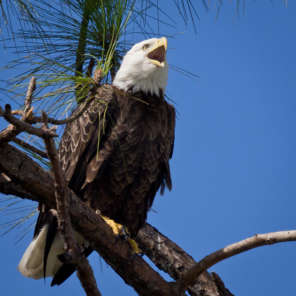 Modern Challenges and Continued Protection (Image Credits: Flickr)
