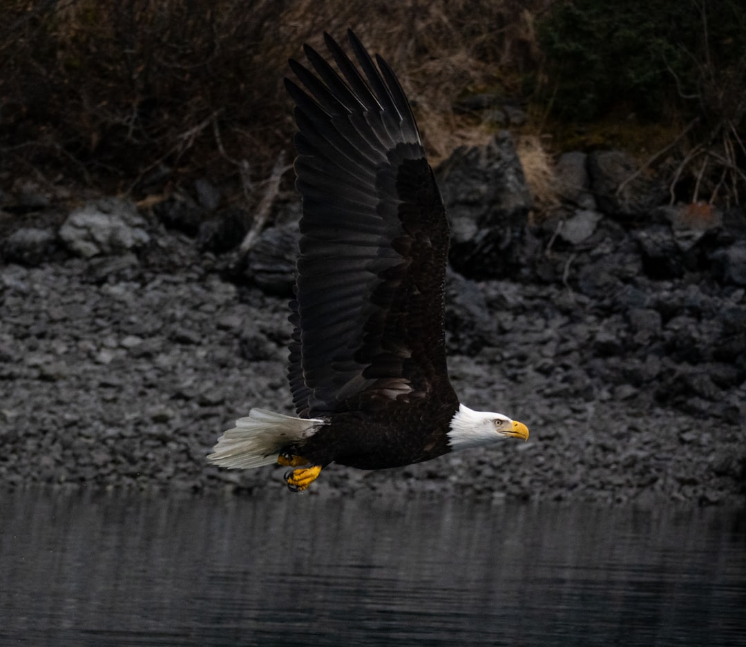 The Eagle's Ongoing Legacy (Image Credits: Unsplash)