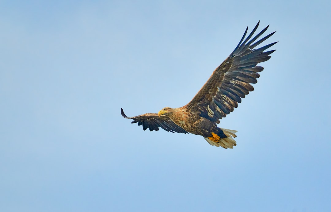 Golden Eagles Navigate a Changing Landscape (Image Credits: Unsplash)