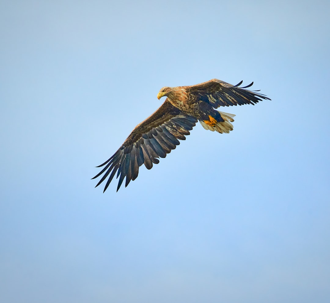 Habitat Changes Challenge Traditional Patterns (Image Credits: Unsplash)
