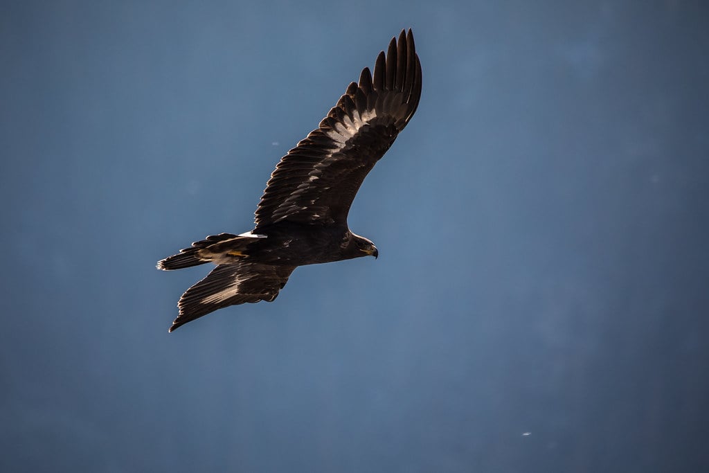 Two Major Migration Corridors Emerge (Image Credits: Flickr)