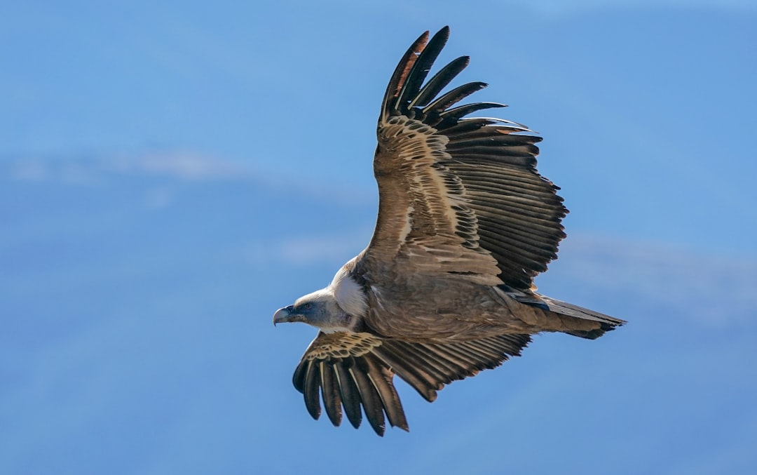 Bald Eagles Show Similar Migration Shifts (Image Credits: Unsplash)