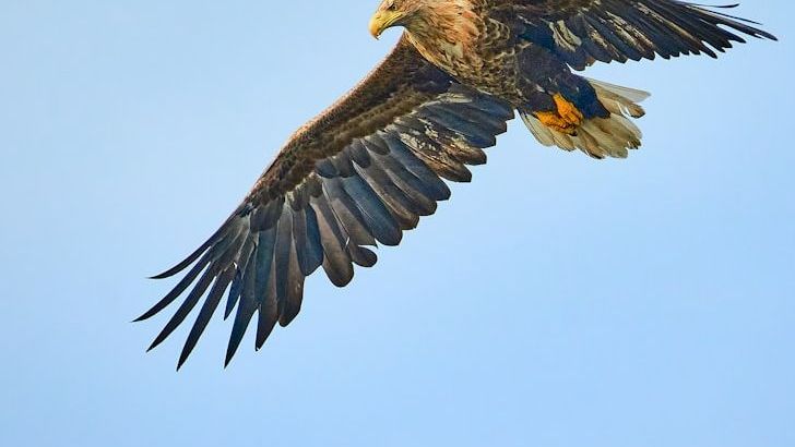 Eagles in Alaska Are Changing Their Migration Routes