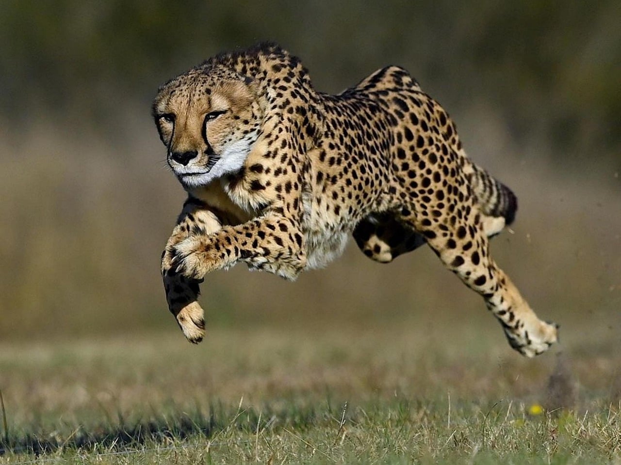 The Espresso Enthusiast: The Cheetah (Image Credits: Pixabay)