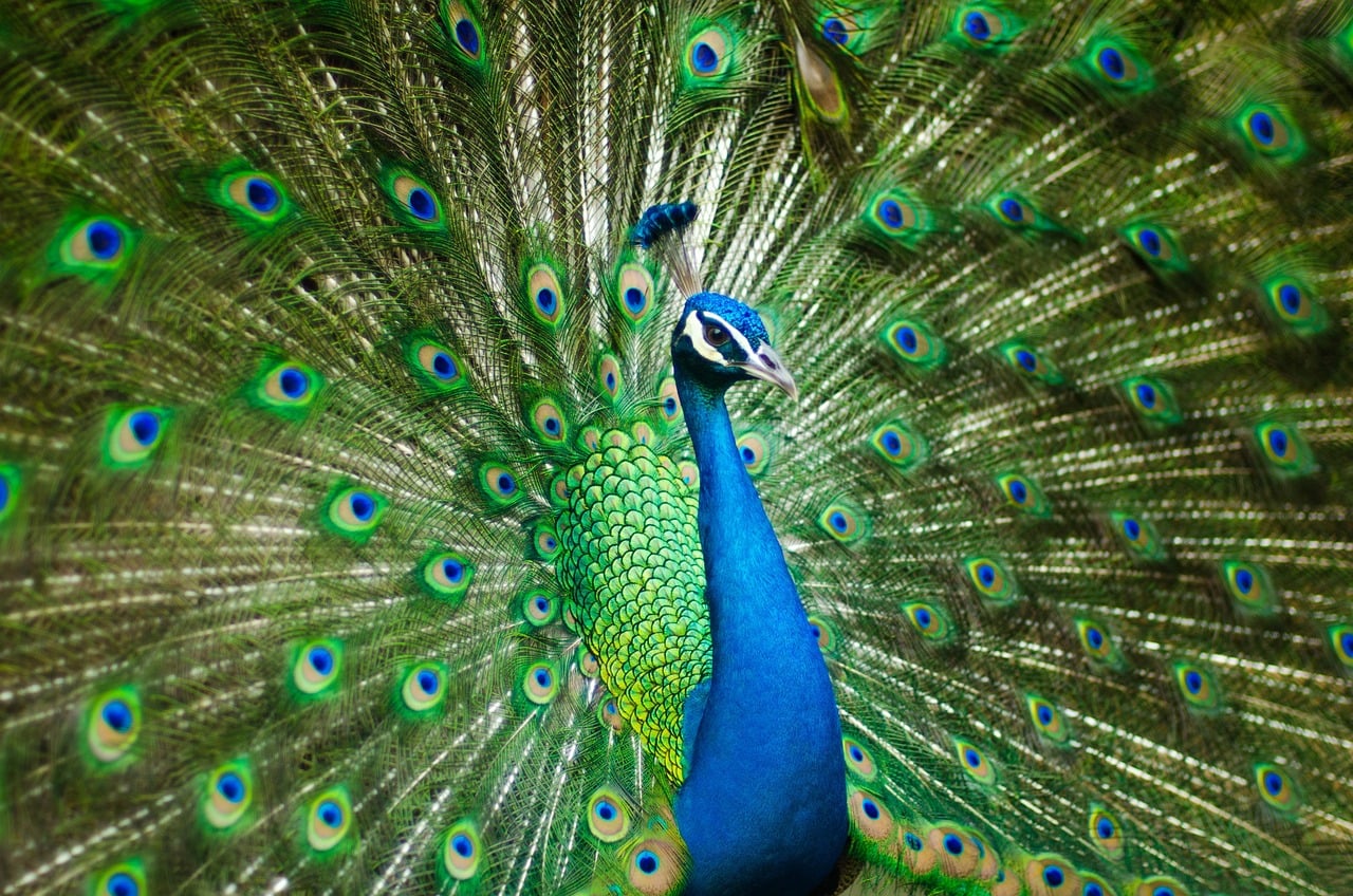 The Cappuccino Lover: The Peacock (Image Credits: Pixabay)