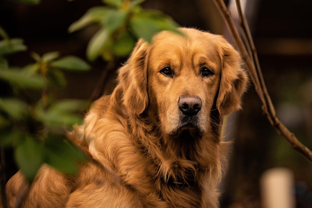 The Latte Devotee: The Golden Retriever (Image Credits: Pixabay)