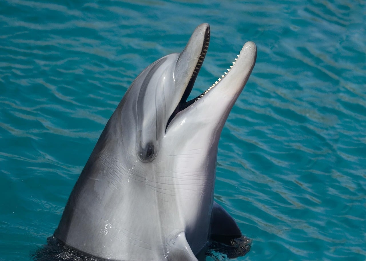 The Frappuccino Fan: The Dolphin (Image Credits: Pixabay)