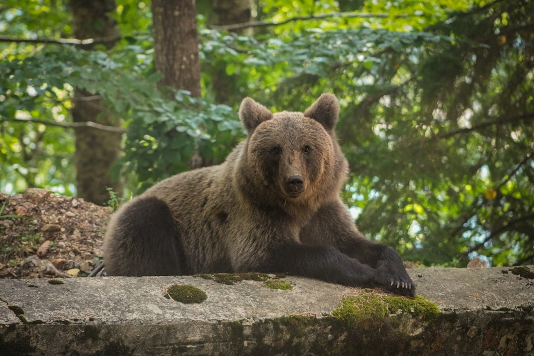 The Mocha Maven: The Bear (Image Credits: Unsplash)