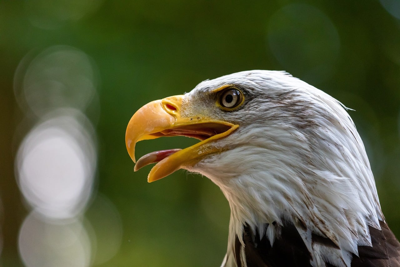 The Americano Advocate: The Eagle (Image Credits: Pixabay)