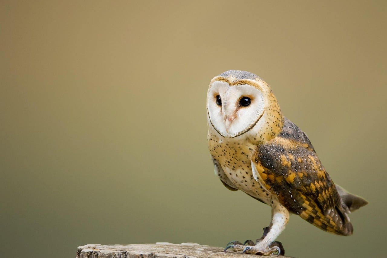 The Decaf Drinker: The Owl (Image Credits: Pixabay)