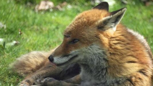 Why Foxes Are Thriving in American Cities