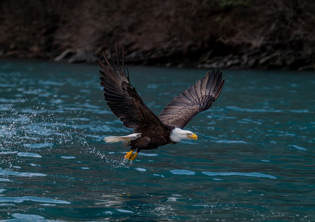 Bald Eagle: The Soaring Symbol of Freedom (Image Credits: Unsplash)