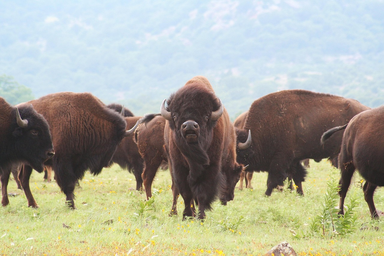 American Buffalo: The Thunder of Resilience (Image Credits: Pixabay)