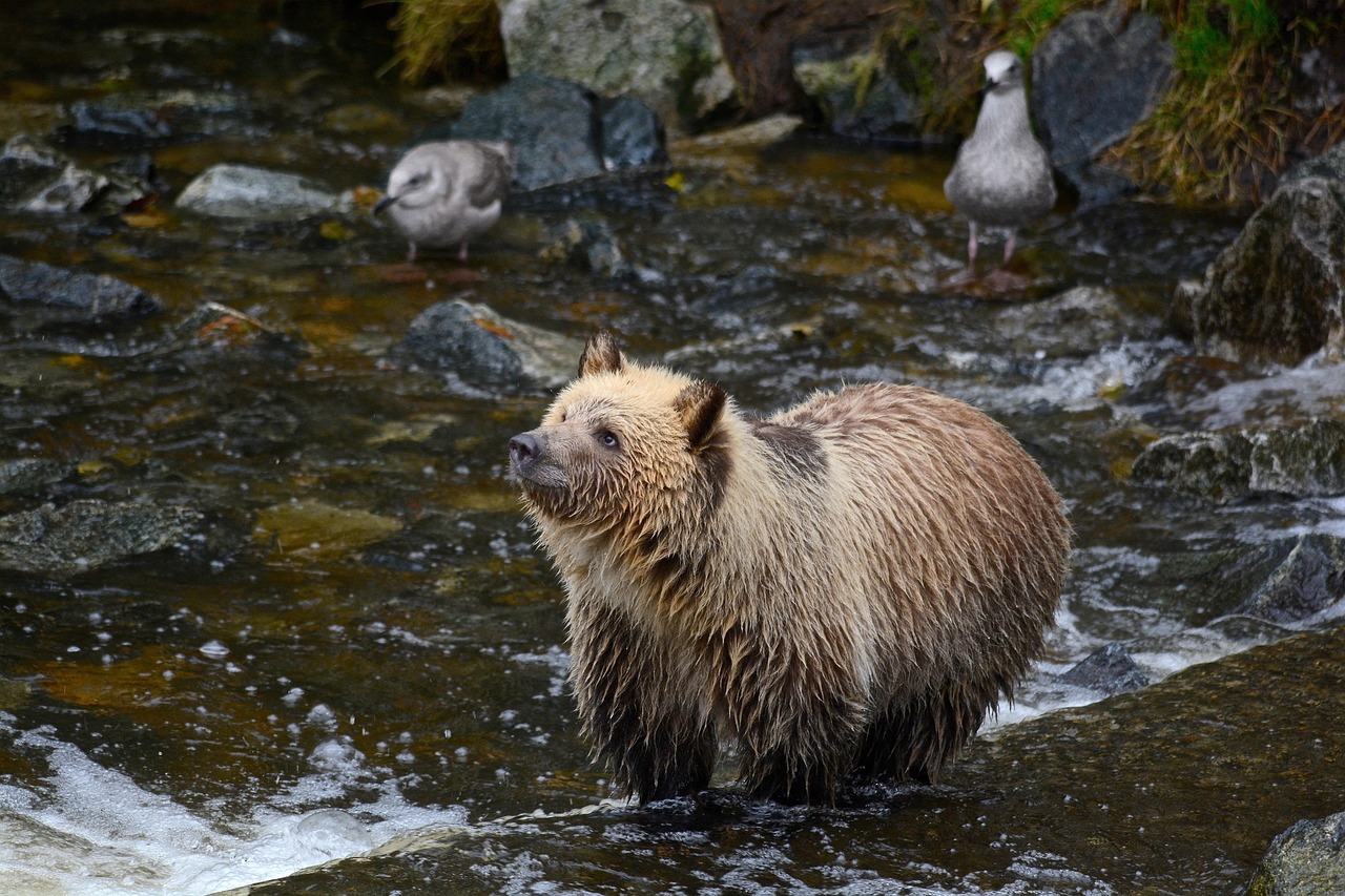Grizzly Bear: The Guardian of Untamed Strength (Image Credits: Pixabay)